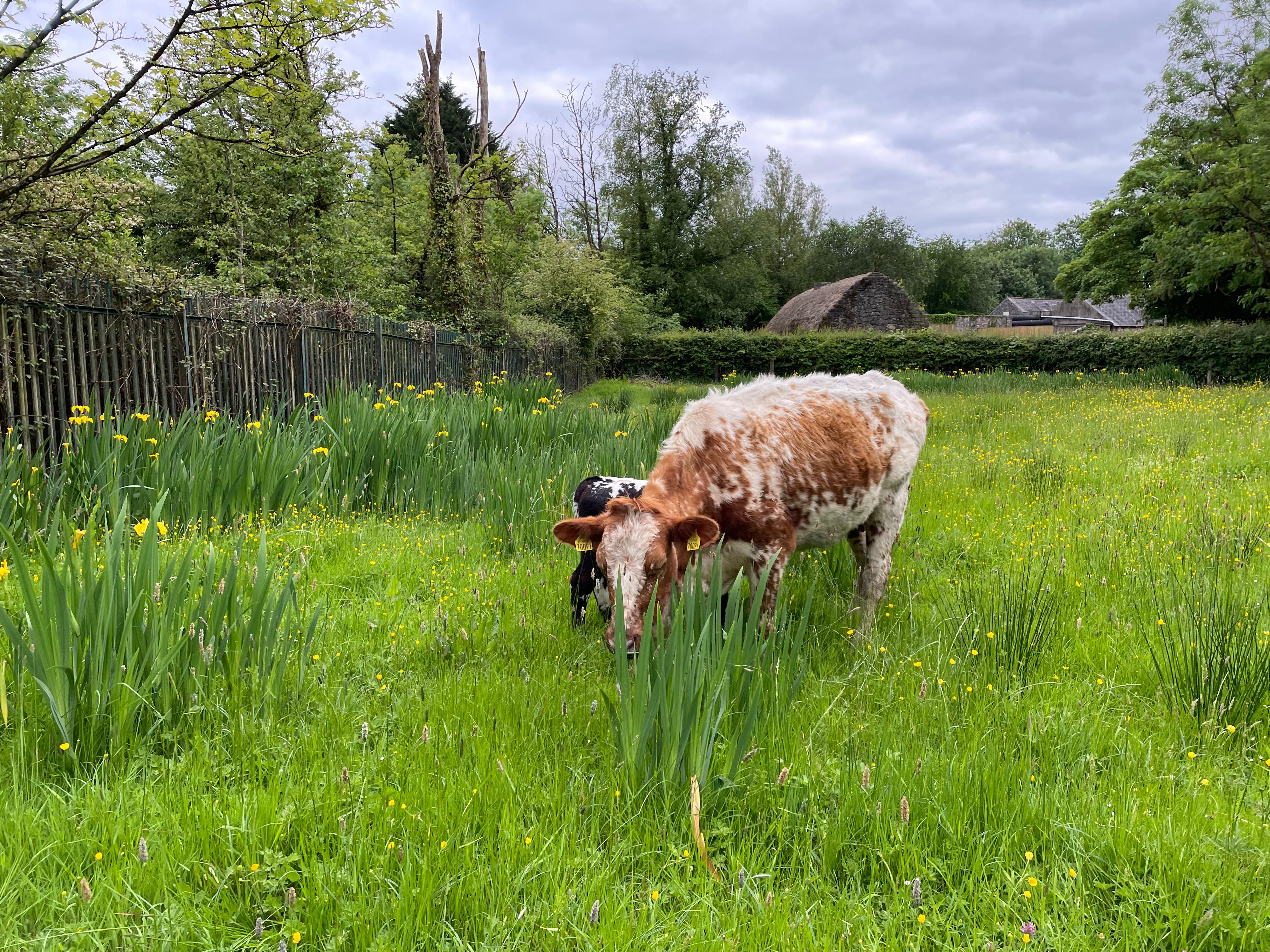 Bunratty to host Ireland’s first showcase of indigenous breeds as part of Heritage Week