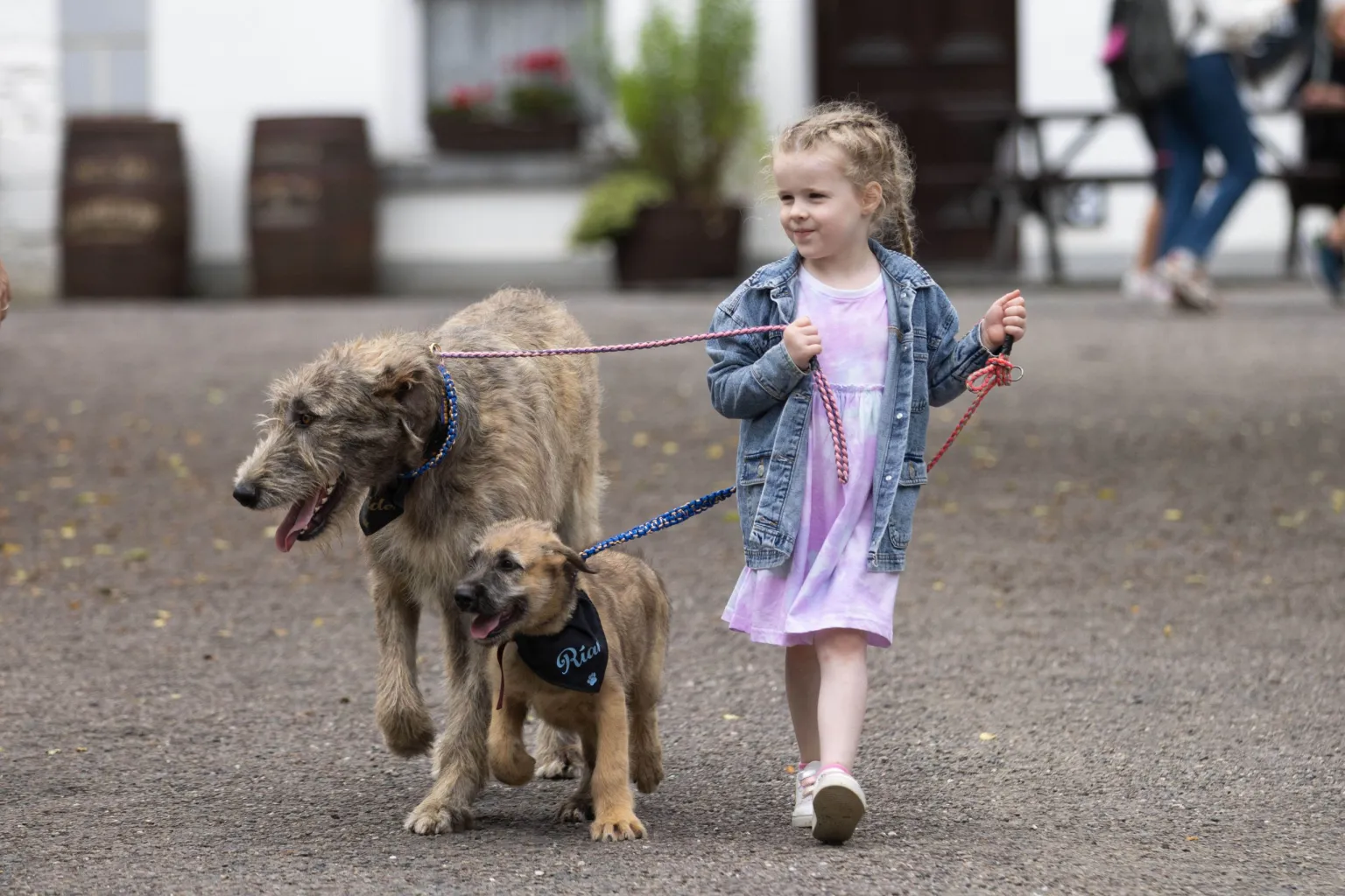 Bunratty to Host First-Ever ‘Bark in the Park’ Fun Dog Show
